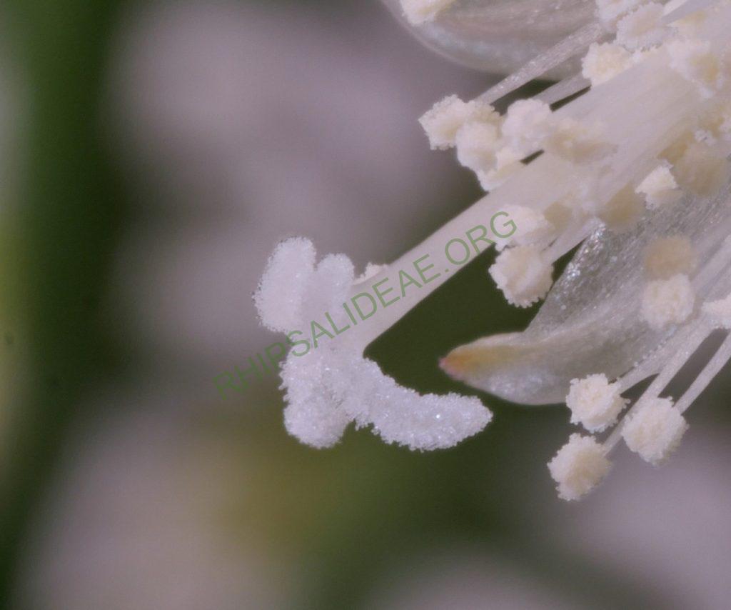 Rhipsalis cereuscula
