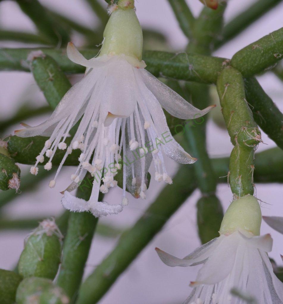 Rhipsalis cereuscula