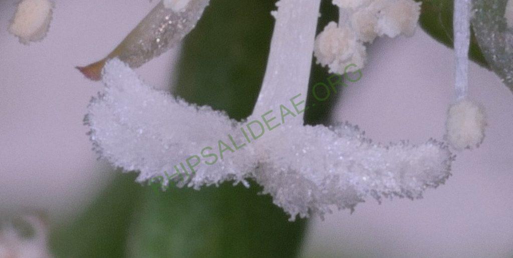Rhipsalis cereuscula