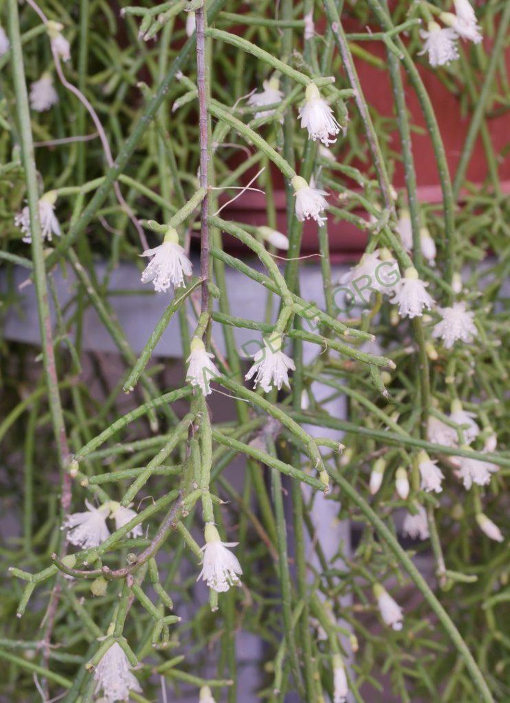 Rhipsalis cereuscula