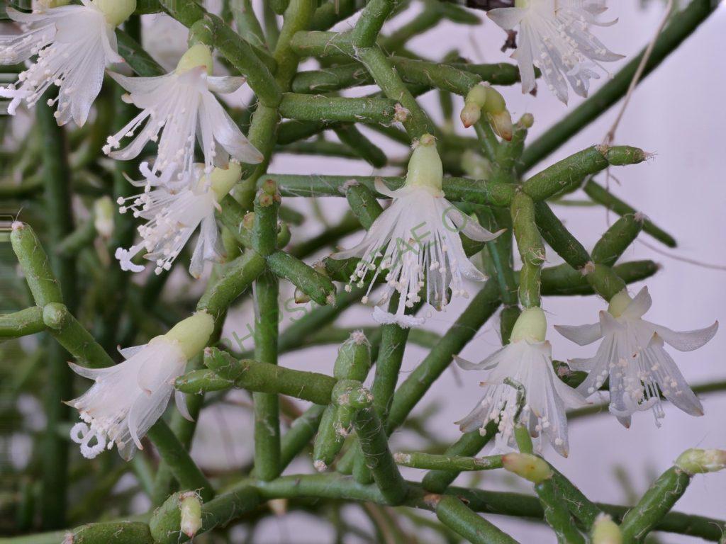 Rhipsalis cereuscula