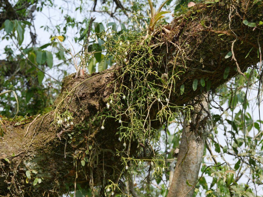 Rhipsalis cereuscula, Iguazú Falls, border between Misiones, Argentina and Paraná, Brazil