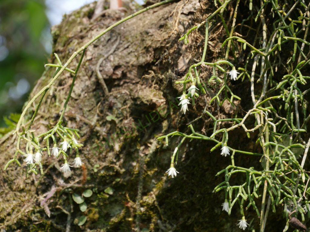 Rhipsalis cereuscula, Iguazú Falls, border between Misiones, Argentina and Paraná, Brazil
