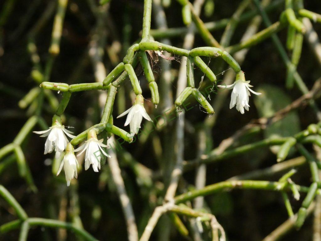 Rhipsalis cereuscula, Iguazú Falls, border between Misiones, Argentina and Paraná, Brazil