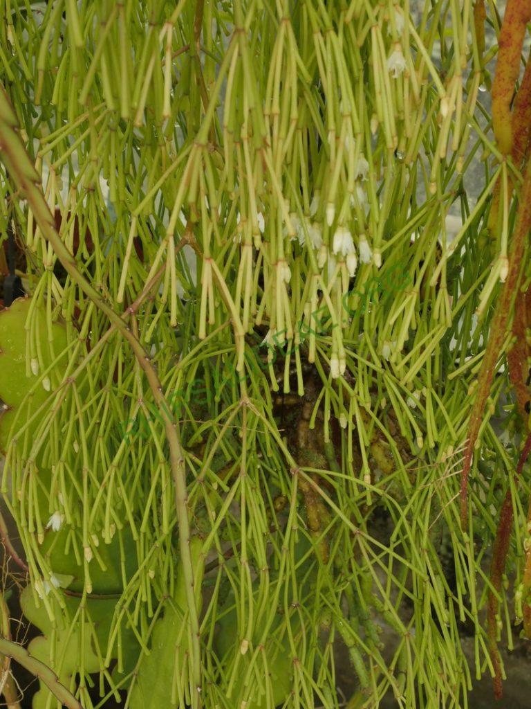 Rhipsalis clavata f. delicatula