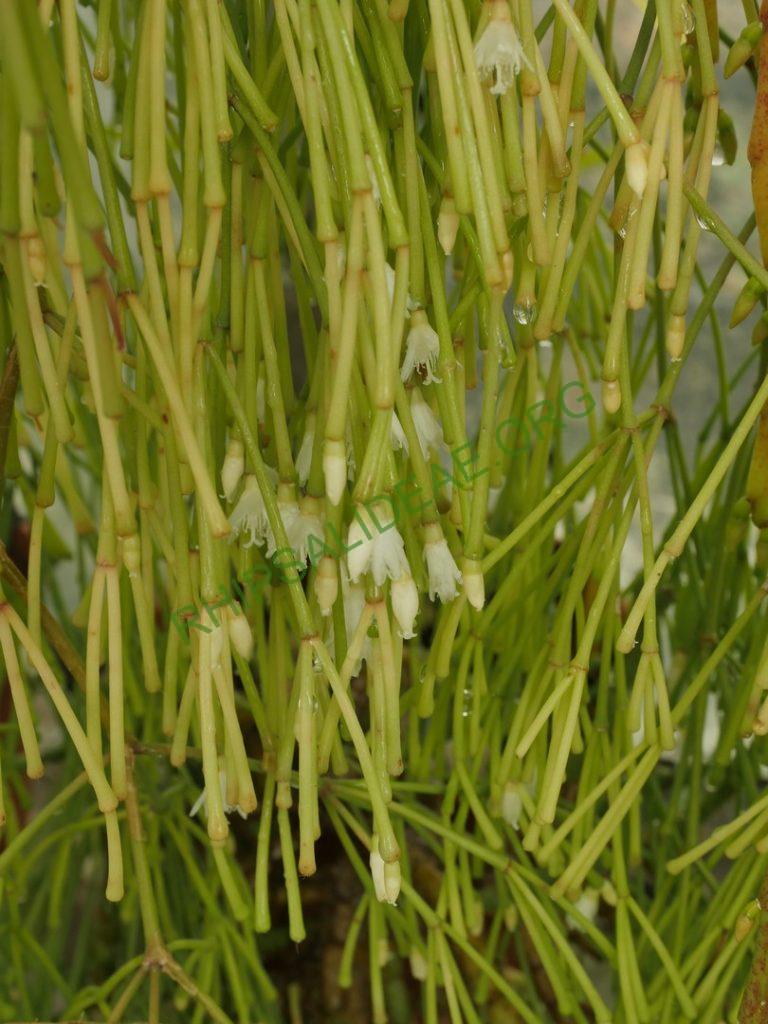 Rhipsalis clavata f. delicatula
