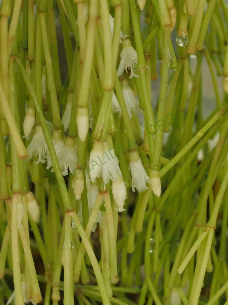 Rhipsalis clavata f. delicatula