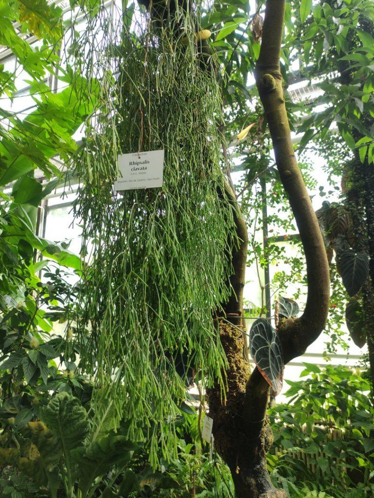 Rhipsalis clavata f. delicatula, Botanical Garden Jena
