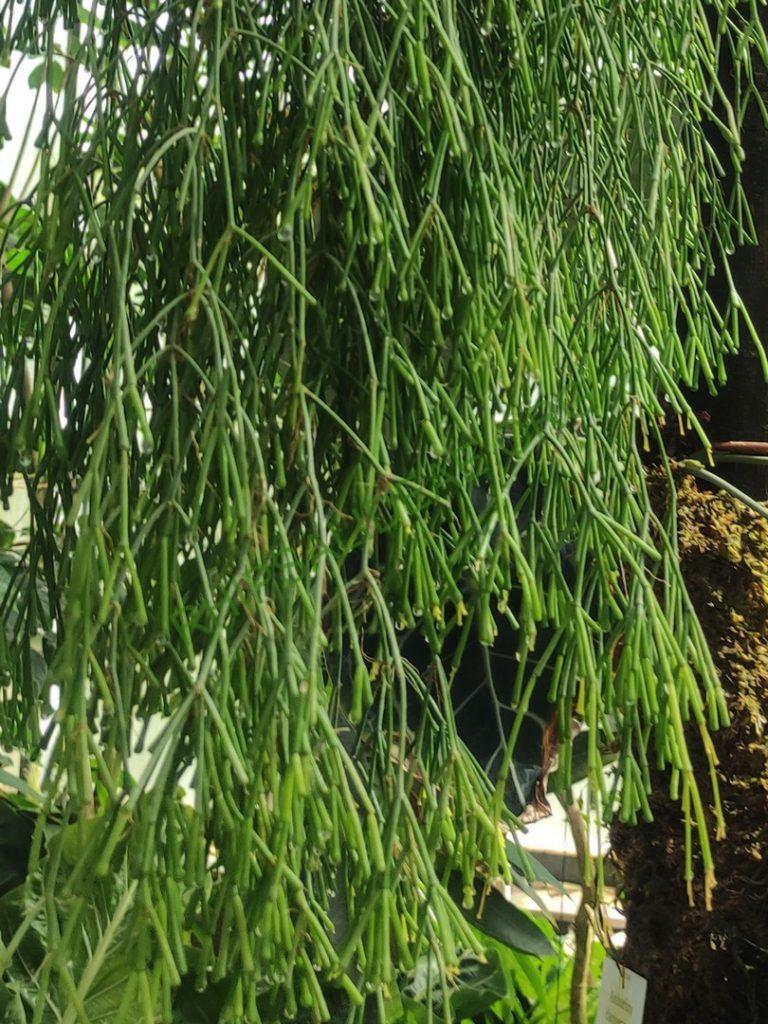 Rhipsalis clavata f. delicatula, Botanical Garden Jena