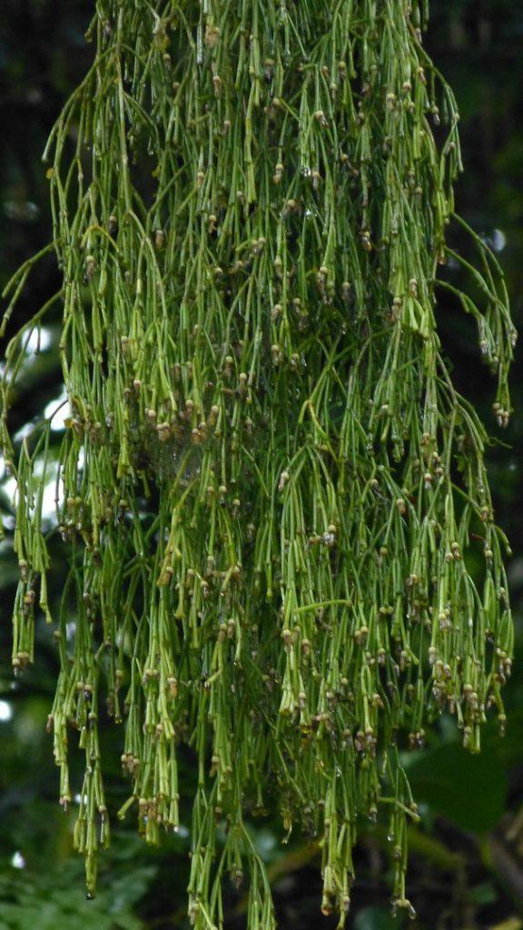 Rhipsalis clavata f. clavata, Paraty, Rio de Janeiro, Brazil