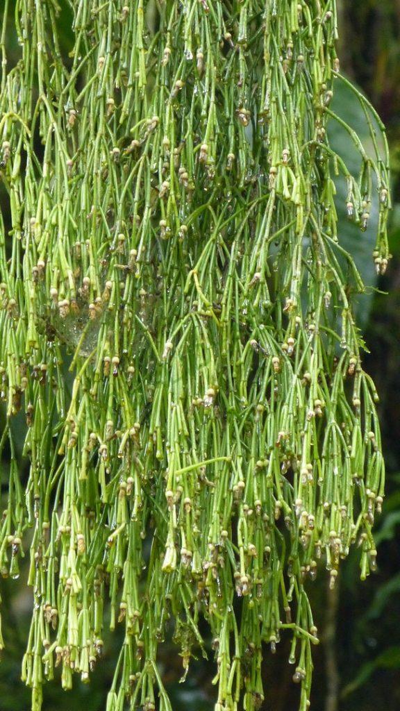 Rhipsalis clavata f. clavata, Paraty, Rio de Janeiro, Brazil
