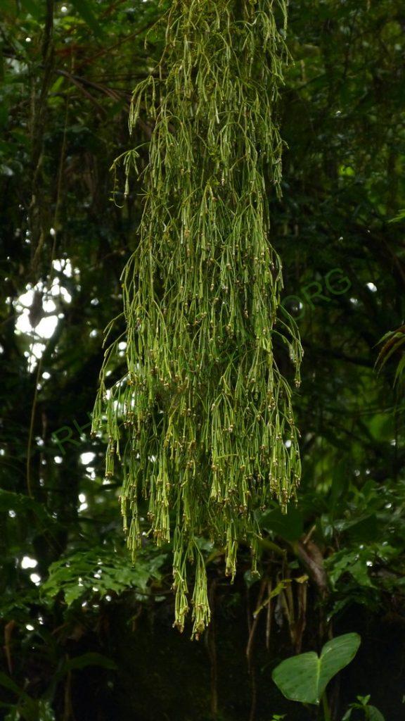 Rhipsalis clavata f. clavata, Paraty, Rio de Janeiro, Brazil