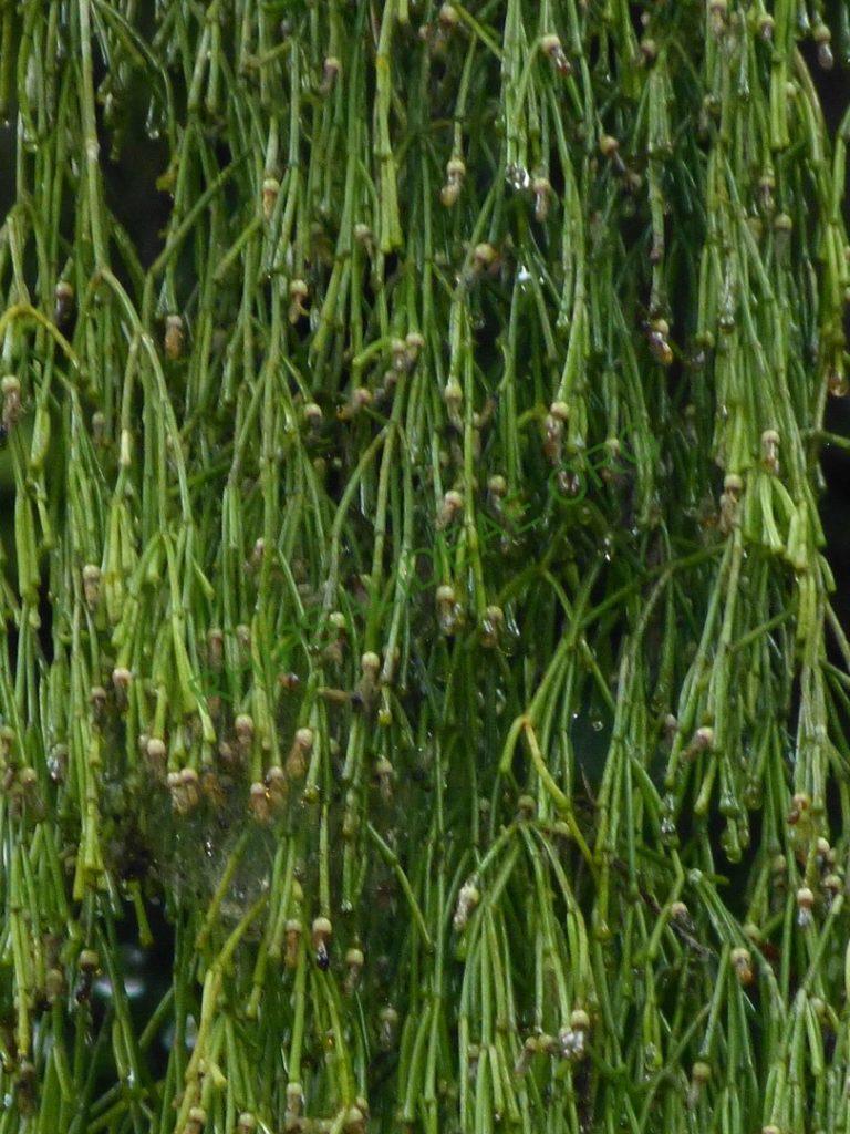 Rhipsalis clavata f. clavata, Paraty, Rio de Janeiro, Brazil