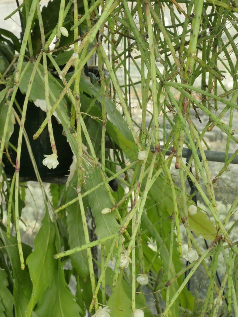 Rhipsalis neves-armondii f. neves-armondii, AH 564, Serra dos Orgãos, Rio de Janeiro, Brazil