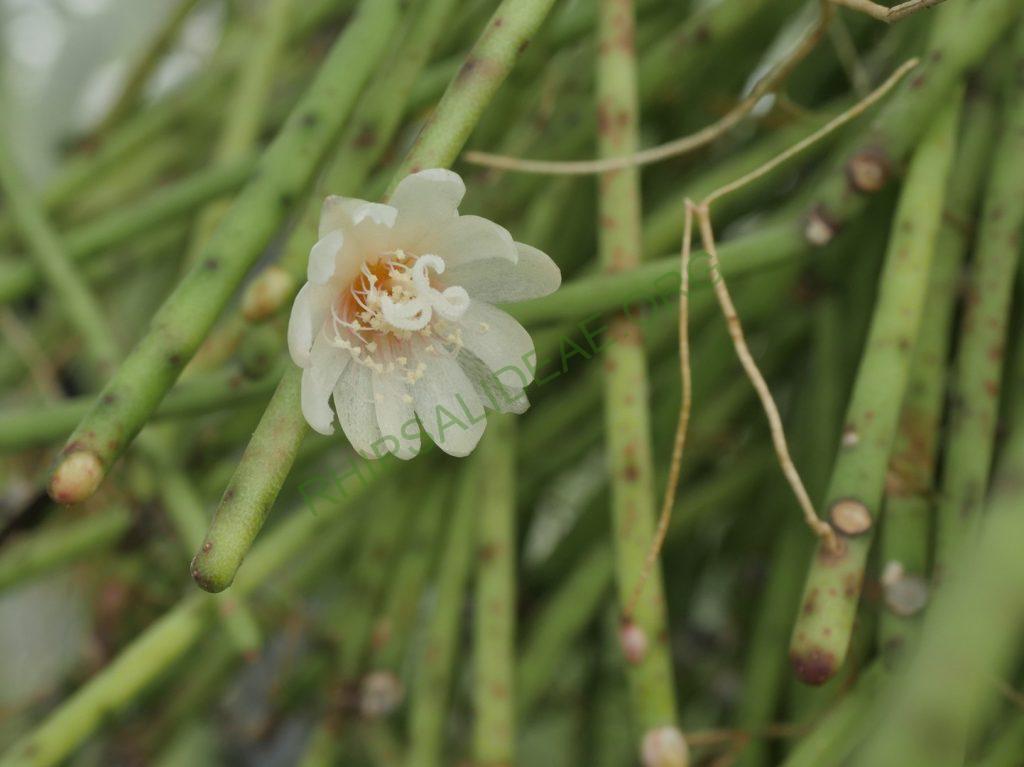 Rhipsalis neves-armondii f. neves-armondii, AH 564, Serra dos Orgãos, Rio de Janeiro, Brazil