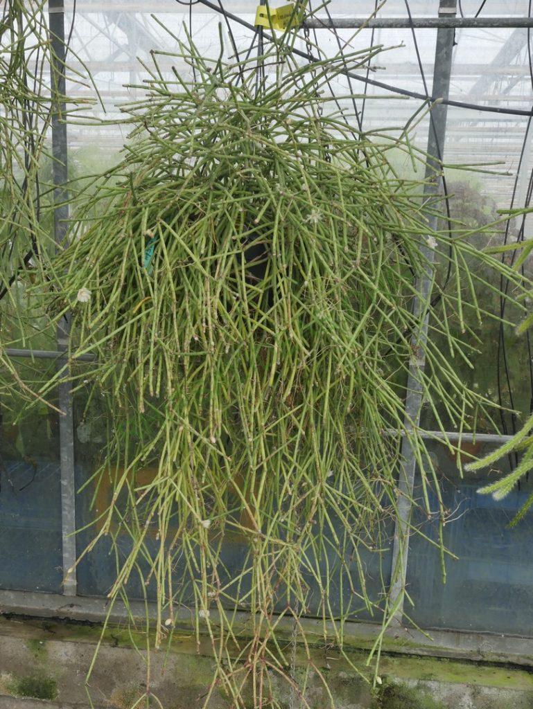 Rhipsalis neves-armondii f. neves-armondii, AH 564, Serra dos Orgãos, Rio de Janeiro, Brazil