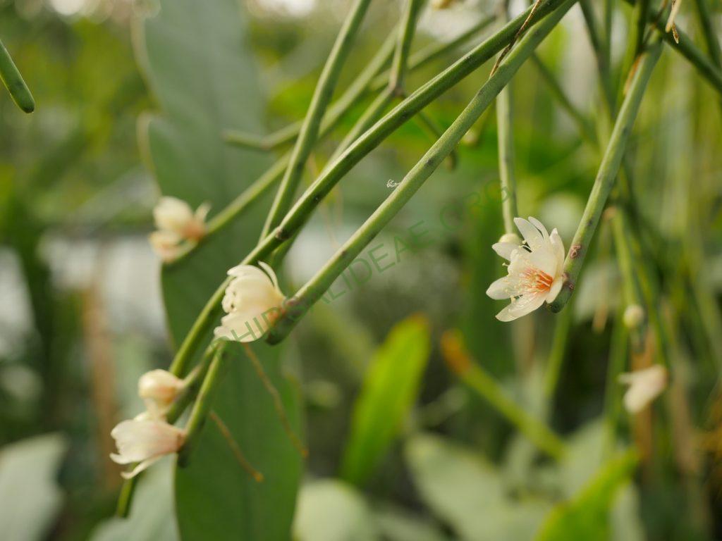 Rhipsalis neves-armondii f. neves-armondii, AH 564, Serra dos Orgãos, Rio de Janeiro, Brazil