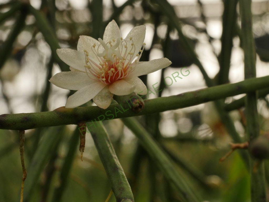 Rhipsalis neves-armondii f. neves-armondii, AH 564, Serra dos Orgãos, Rio de Janeiro, Brazil