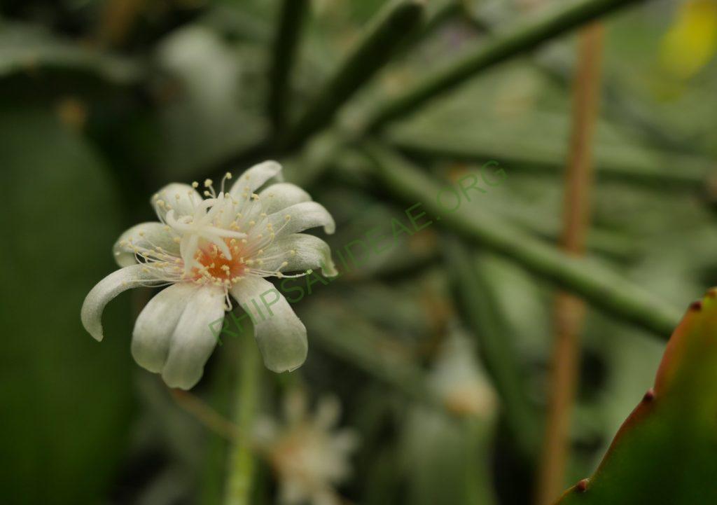 Rhipsalis neves-armondii f. megalantha, ex. Cok Grootscholten