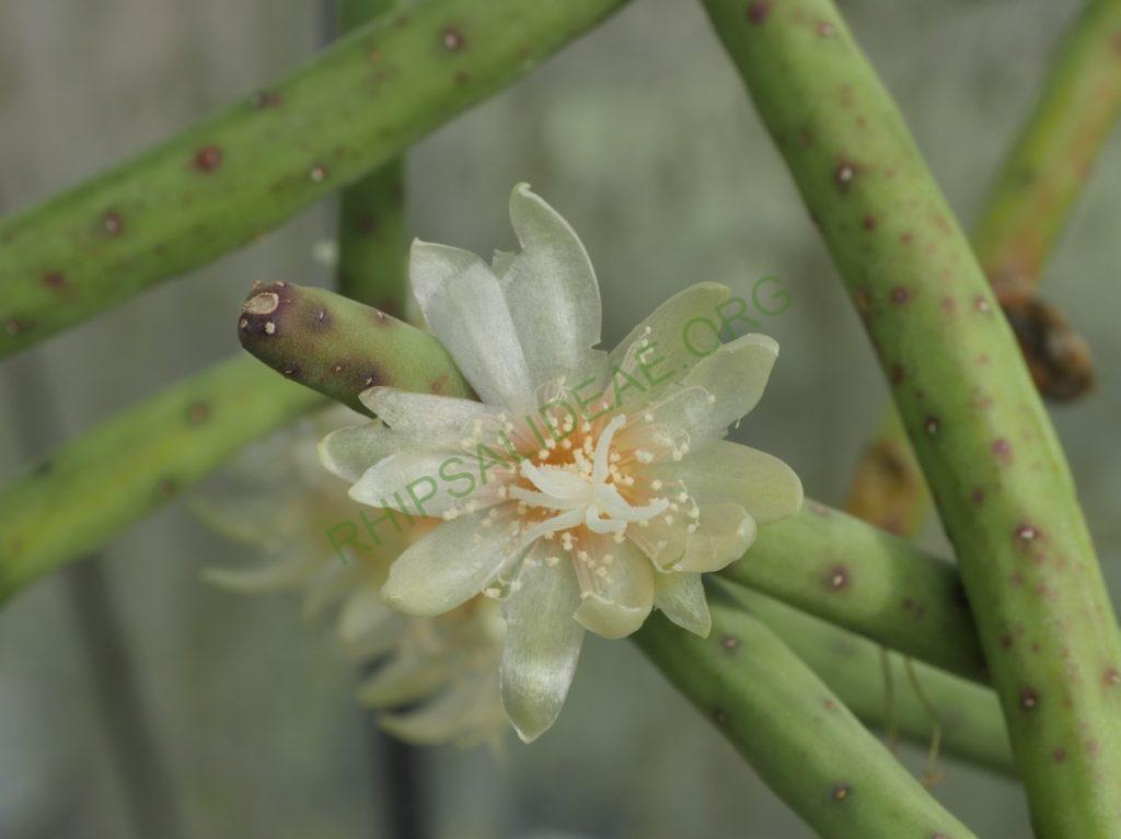 Rhipsalis neves-armondii f. megalantha, ex. Cok Grootscholten