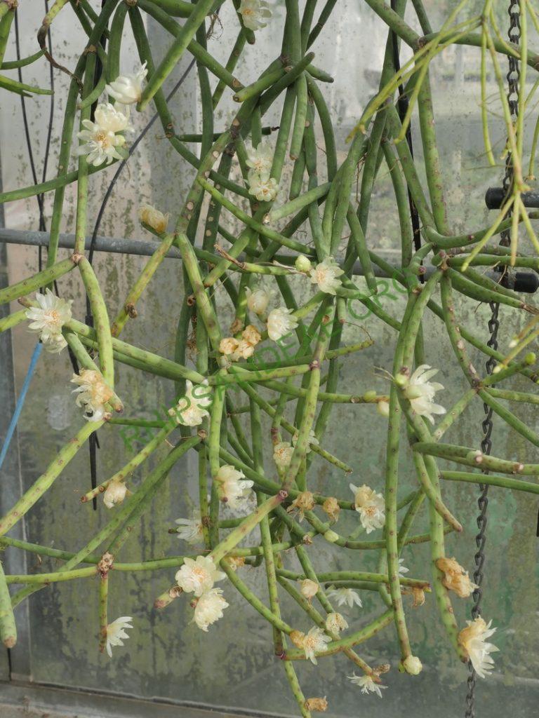 Rhipsalis neves-armondii f. megalantha, ex. Cok Grootscholten