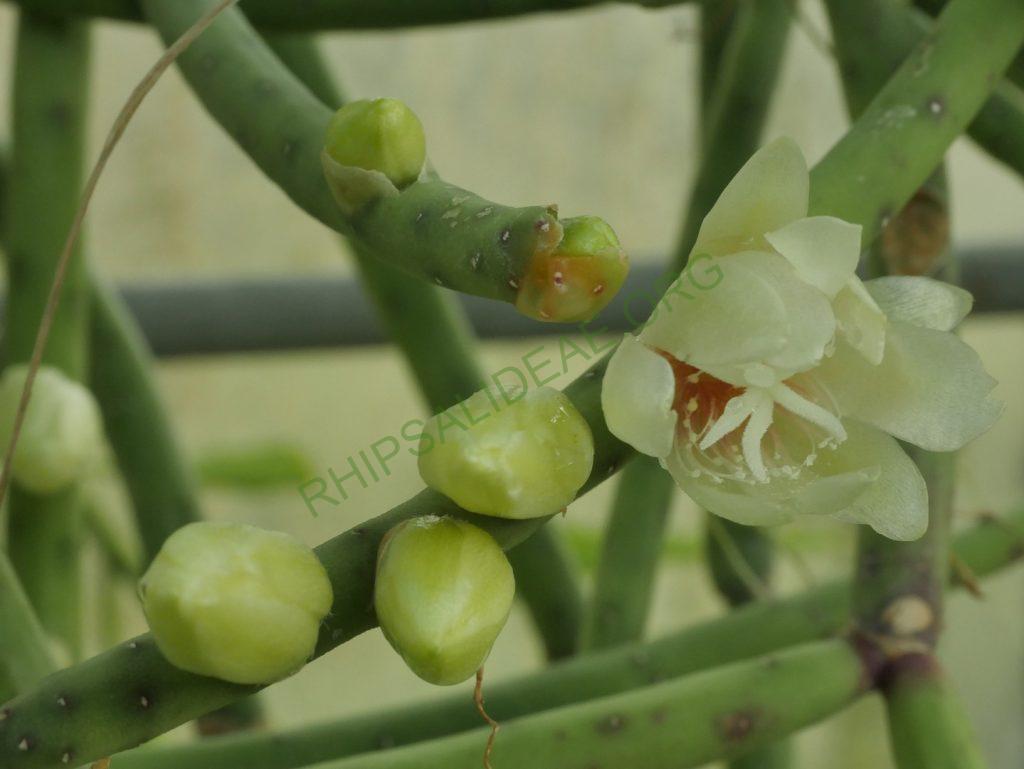 Rhipsalis neves-armondii f. megalantha, ex. Cok Grootscholten