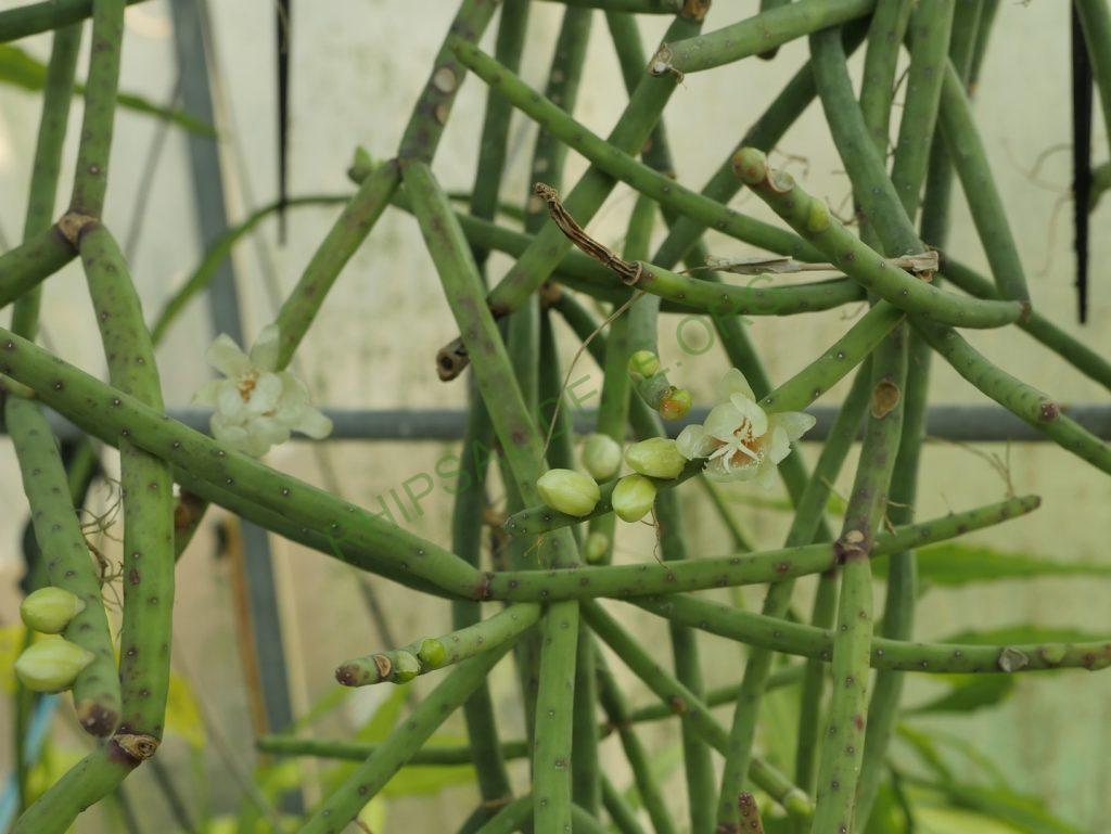 Rhipsalis neves-armondii f. megalantha, ex. Cok Grootscholten