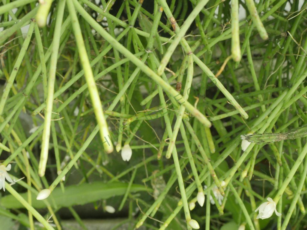 Rhipsalis neves-armondii f. neves-armondii, Petrópolis, Rio de Janeiro, Brazil