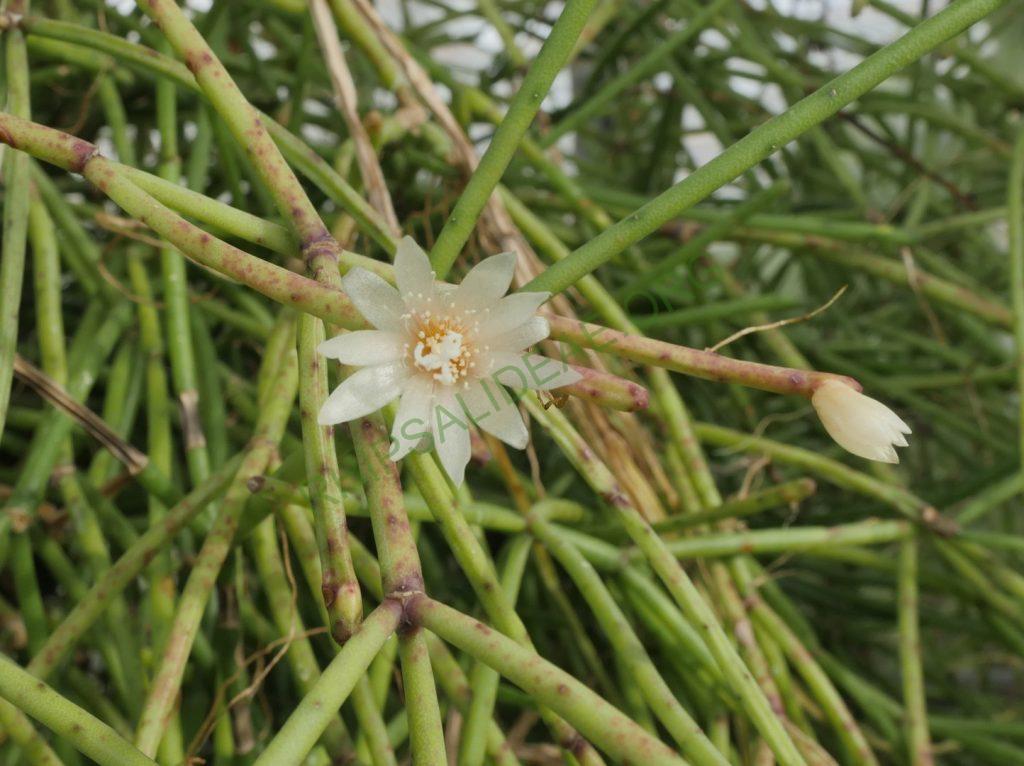 Rhipsalis neves-armondii f. neves-armondii, Petrópolis, Rio de Janeiro, Brazil