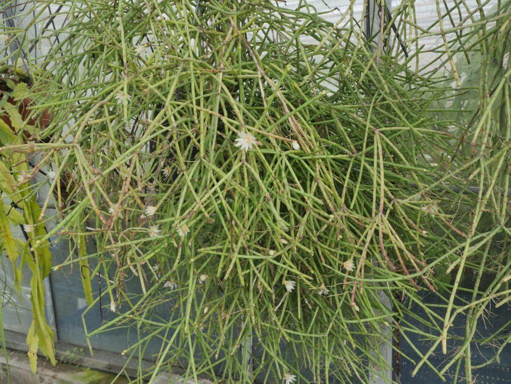 Rhipsalis neves-armondii f. neves-armondii, Petrópolis, Rio de Janeiro, Brazil