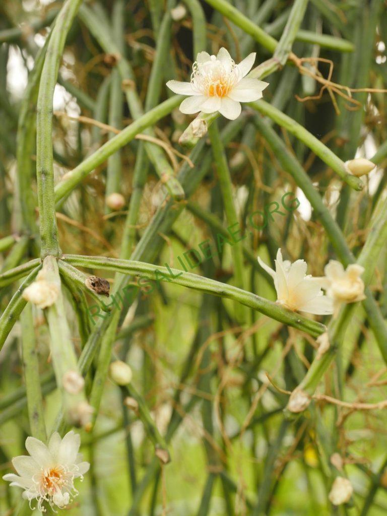 Rhipsalis neves-armondii f. neves-armondii, Petrópolis, Rio de Janeiro, Brazil