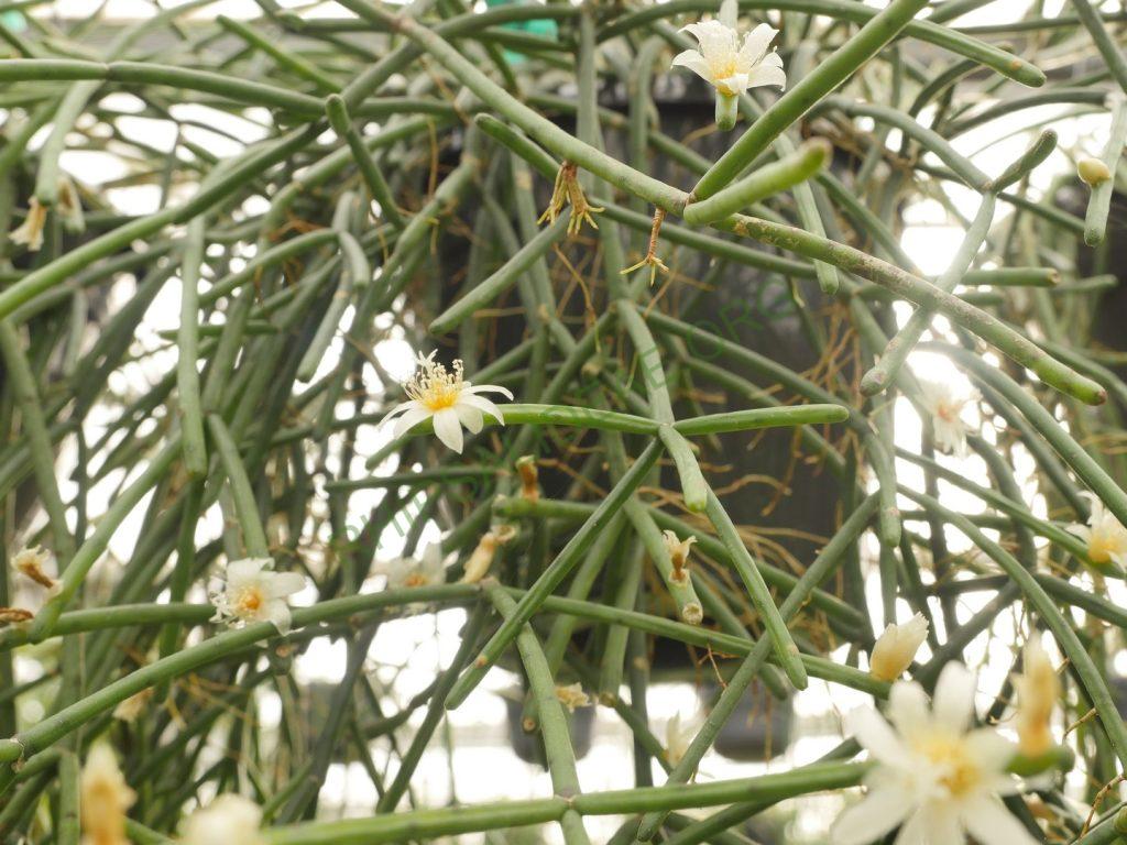 Rhipsalis neves-armondii f. neves-armondii, Petrópolis, Rio de Janeiro, Brazil