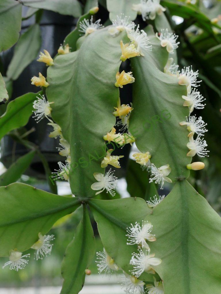 Rhipsalis sp. AH 810, Paraty, Rio de Janeiro, Brazil