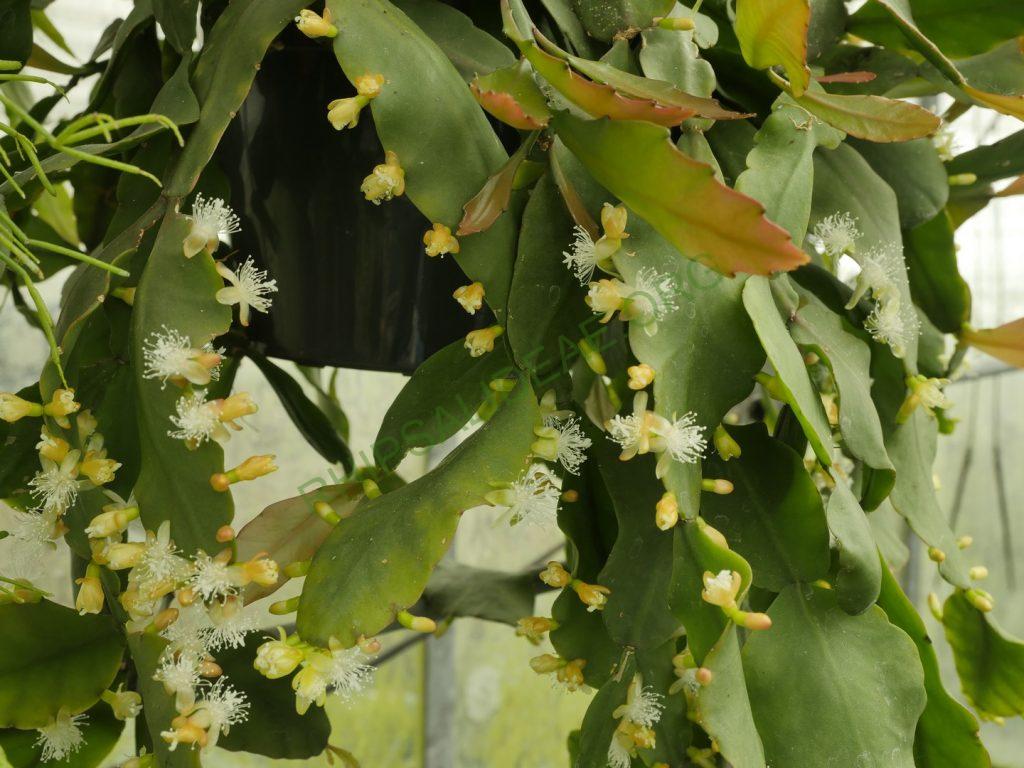 Rhipsalis sp. AH 810, Paraty, Rio de Janeiro, Brazil