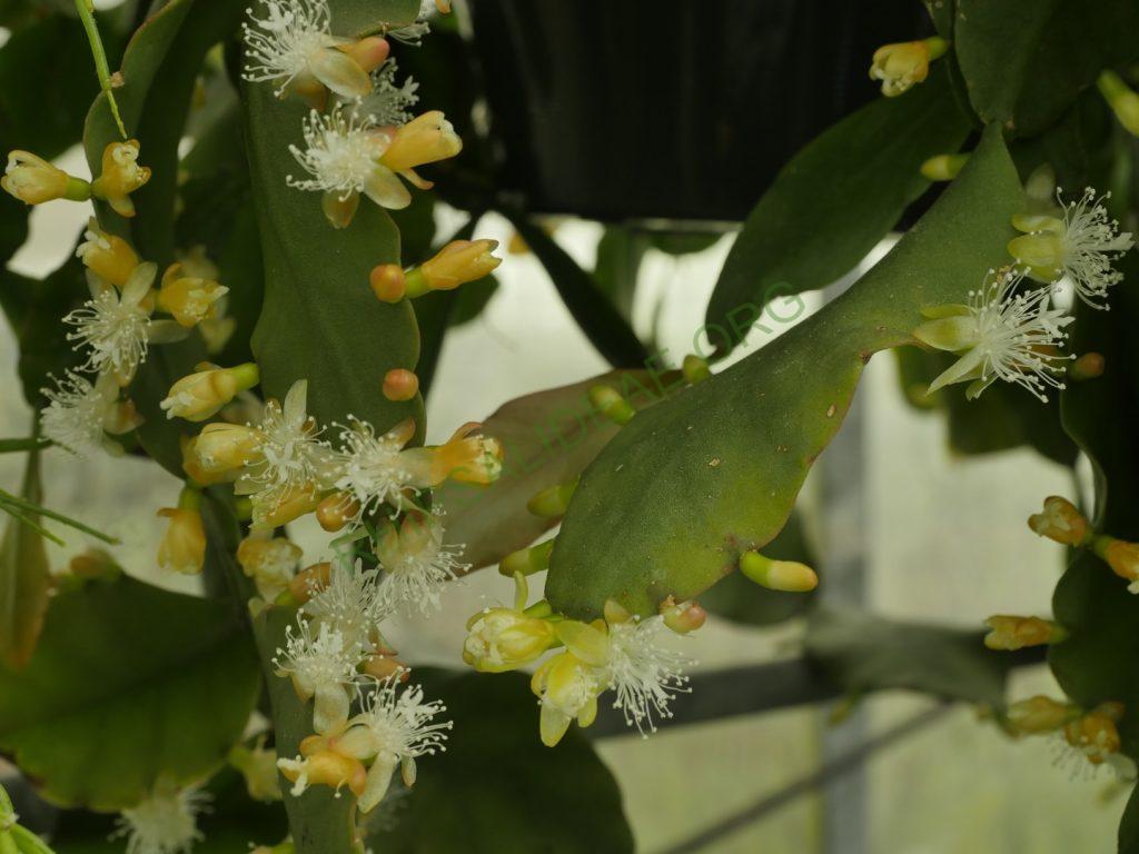 Rhipsalis sp. AH 810, Paraty, Rio de Janeiro, Brazil