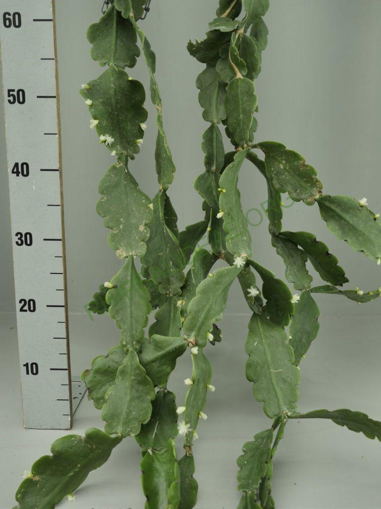 Rhipsalis pachyptera, Island of Bahia, Bahia, Brazil, ex. Lyon Botanical Garden