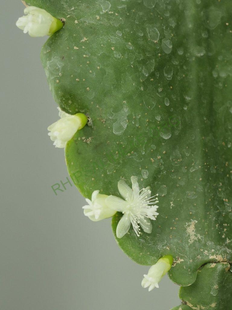 Rhipsalis pachyptera, Island of Bahia, Bahia, Brazil, ex. Lyon Botanical Garden