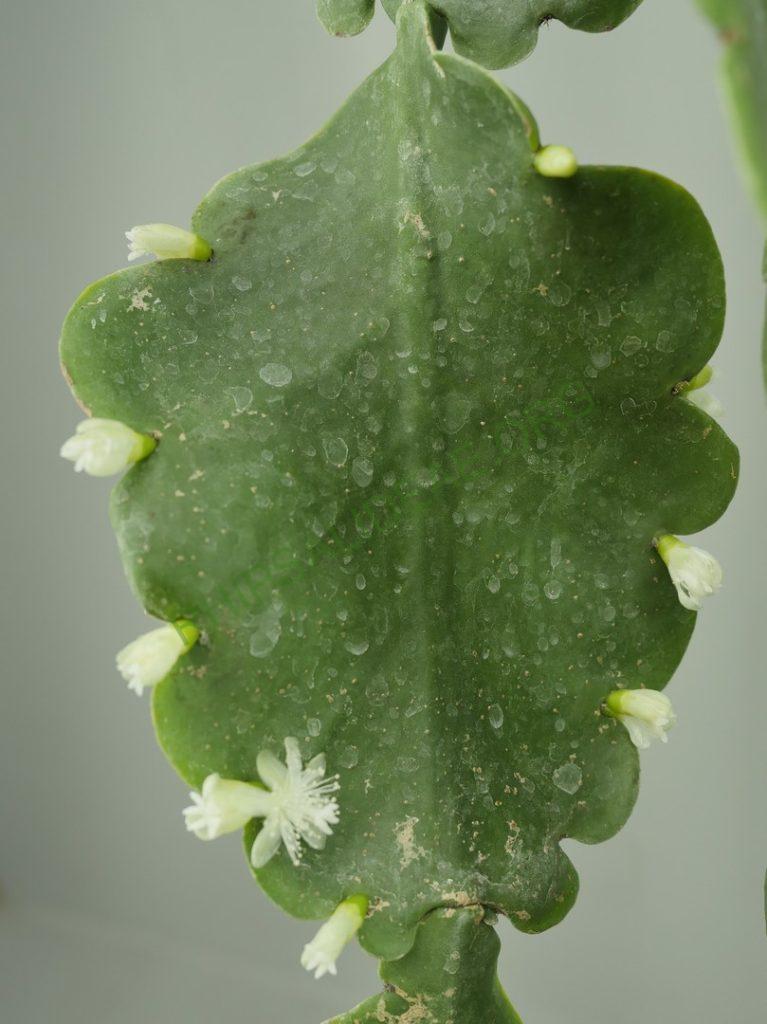 Rhipsalis pachyptera, Island of Bahia, Bahia, Brazil, ex. Lyon Botanical Garden