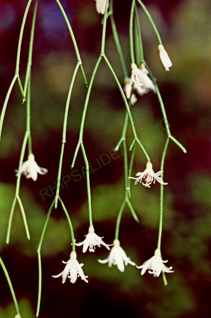 Rhipsalis campos-portoana, No. 04465, © W. Barthlott, Lotus-Salvinia.de