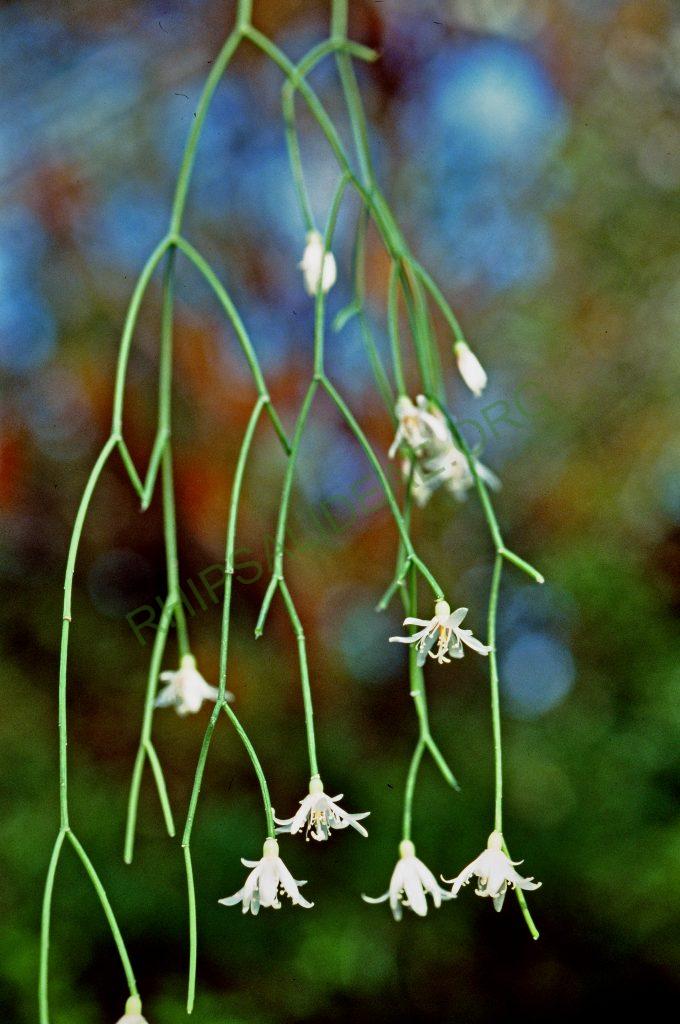 Rhipsalis campos-portoana, No. 04465, © W. Barthlott, Lotus-Salvinia.de
