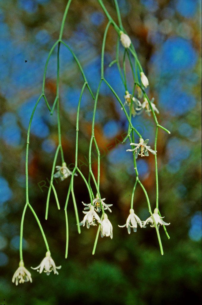 Rhipsalis campos-portoana, No. 04465, © W. Barthlott, Lotus-Salvinia.de
