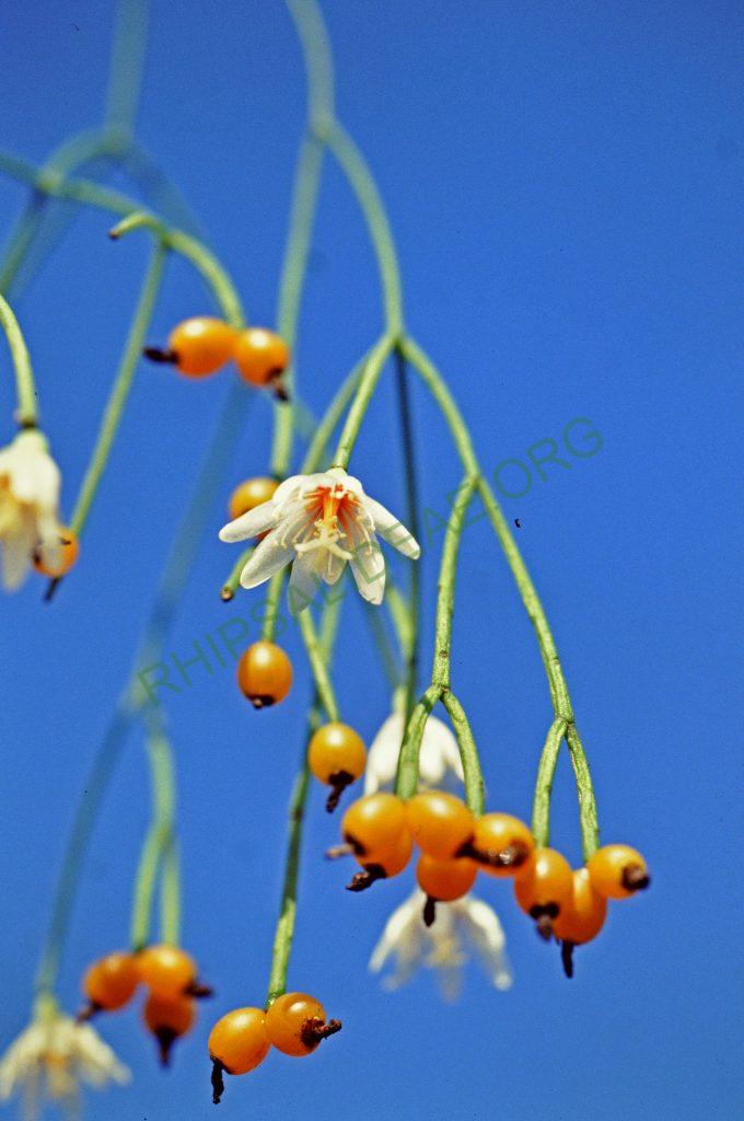 Rhipsalis campos-portoana, No. 04466, © W. Barthlott, Lotus-Salvinia.de