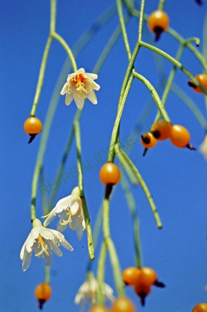 Rhipsalis campos-portoana, No. 04466, © W. Barthlott, Lotus-Salvinia.de