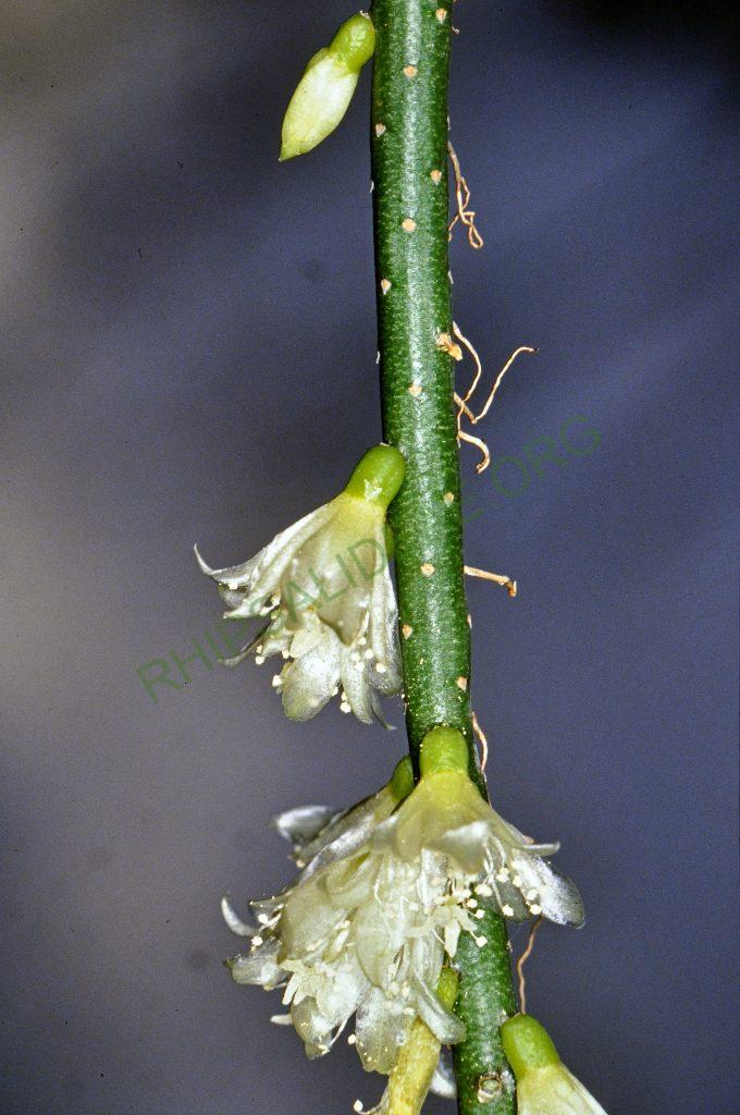Lepismium lumbricoides f. lumbricoides, No. 04543, © W. Barthlott, Lotus-Salvinia.de