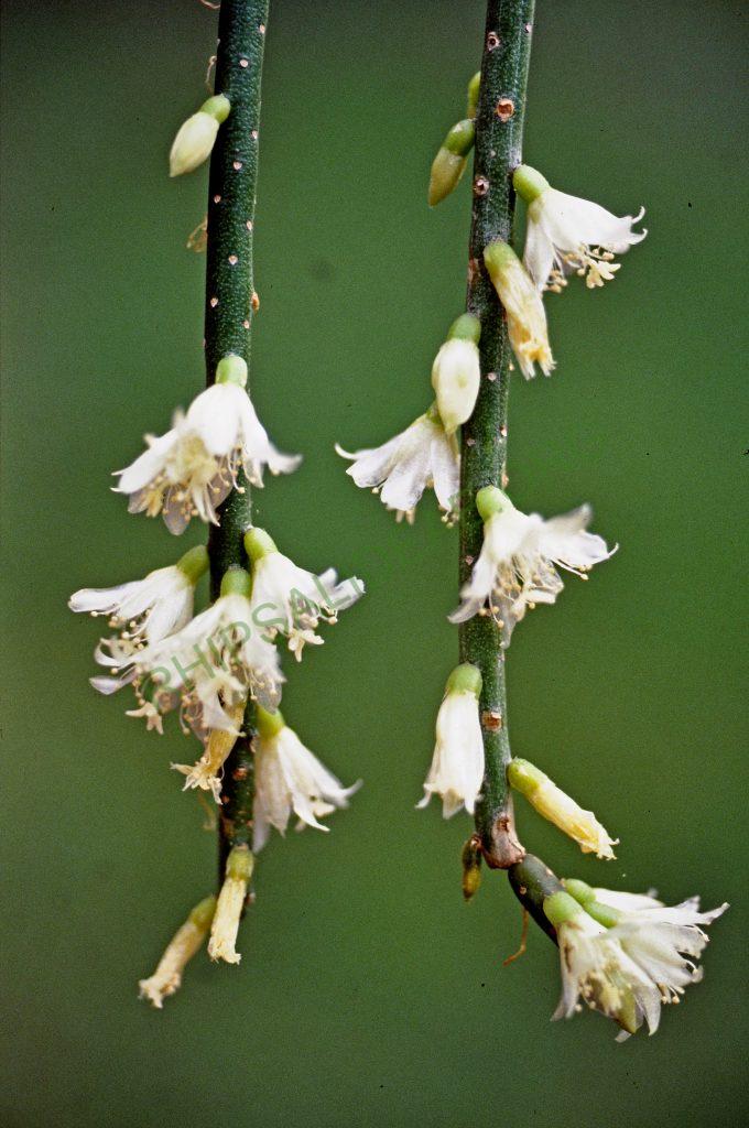 Lepismium lumbricoides f. lumbricoides, No. 04543, © W. Barthlott, Lotus-Salvinia.de
