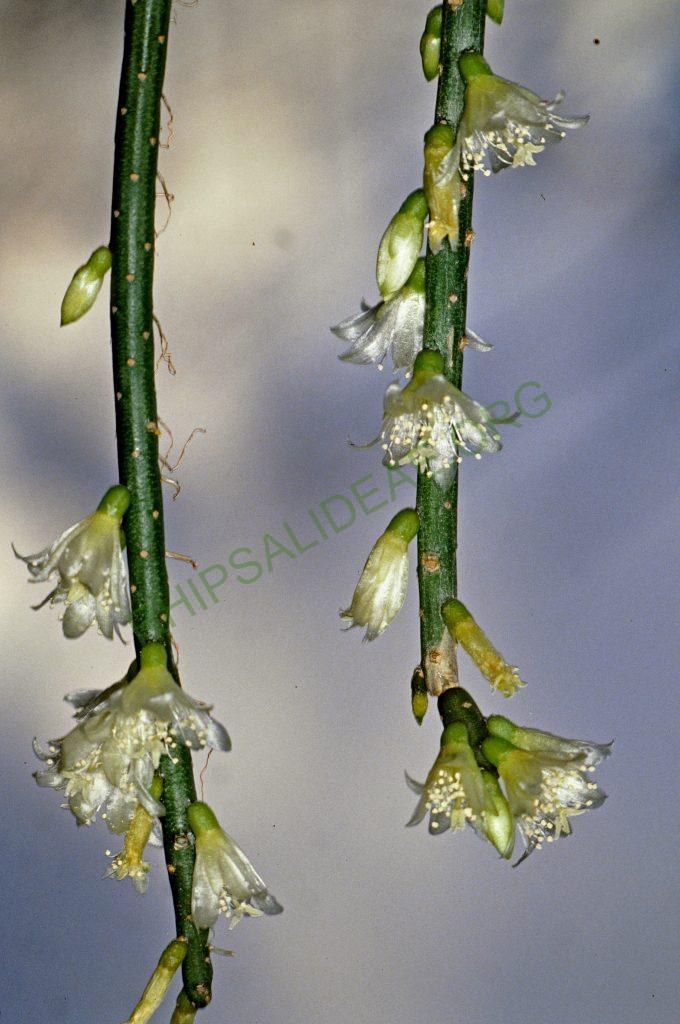 Lepismium lumbricoides f. lumbricoides, No. 04543, © W. Barthlott, Lotus-Salvinia.de
