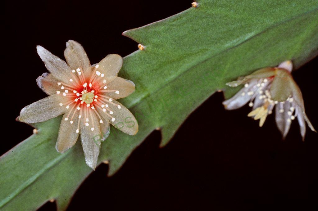 Lepismium houlletianum f. houlletianum, © W. Barthlott, Lotus-Salvinia.de