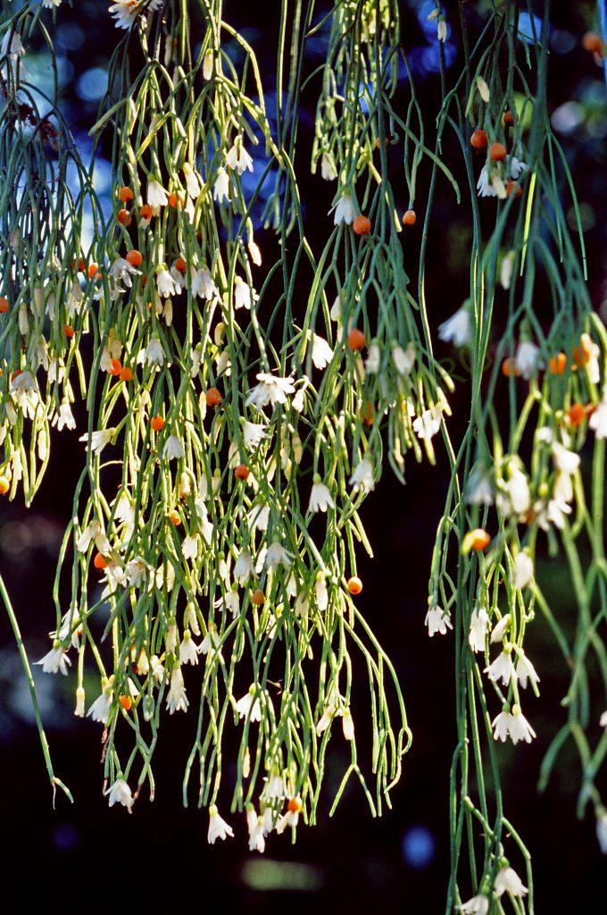 Rhipsalis campos-portoana, Botanical Garden Bonn, © W. Barthlott, Lotus-Salvinia.de