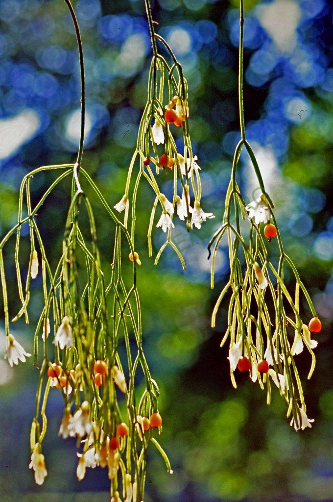 Rhipsalis campos-portoana, Botanical Garden Bonn, © W. Barthlott, Lotus-Salvinia.de