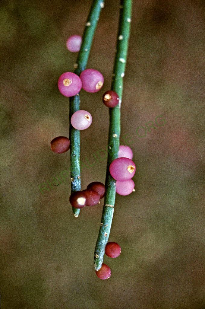 Rhipsalis baccifera subsp. erythrocarpa, No. 23306, Taita Hills, Kenya, Africa, © W. Barthlott, Lotus-Salvinia.de